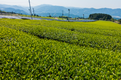 星野村の茶畑