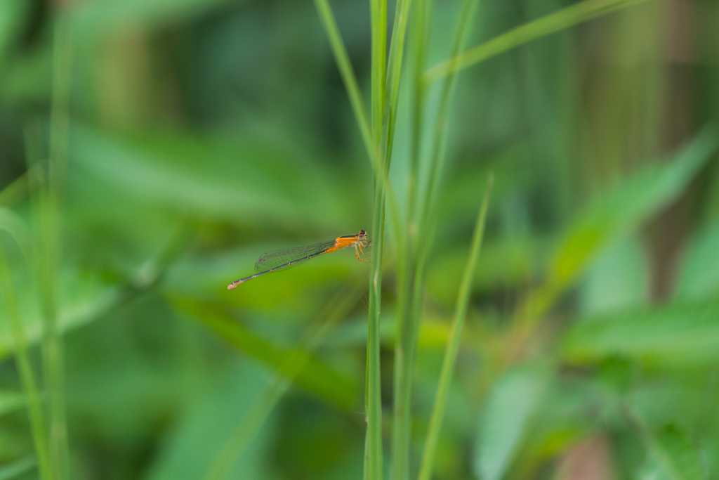 アオモンイトトンボ♀-2