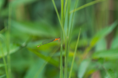 アオモンイトトンボ♀-2