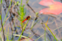 ハッチョウトンボ♂