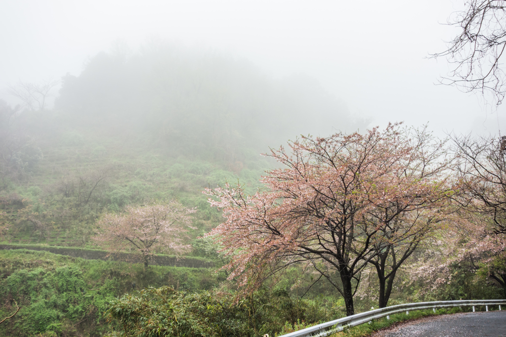 散り行く林道のソメイヨシノ