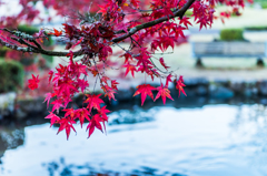 紅葉@西渓公園-6