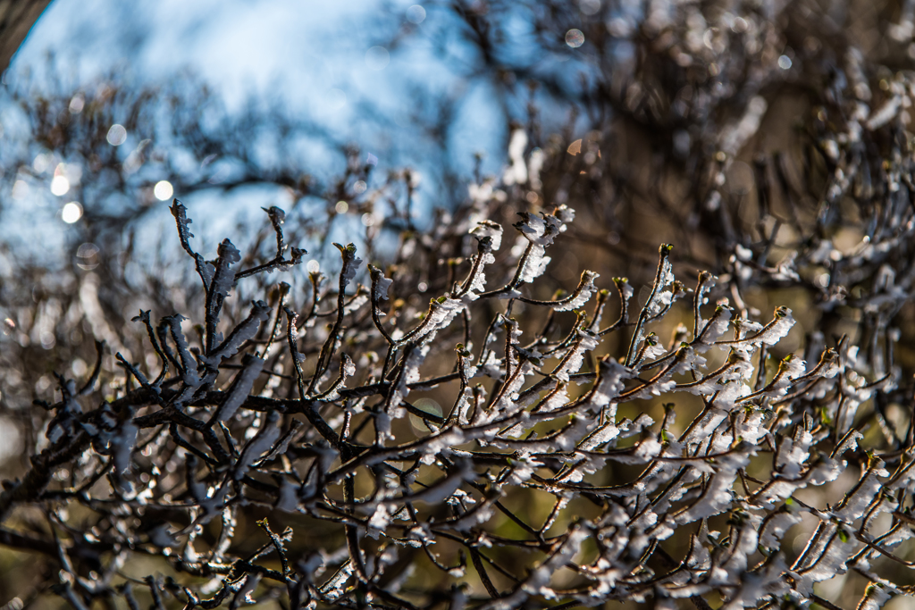 霧氷キラキラ