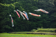 鬼木郷の鯉のぼり
