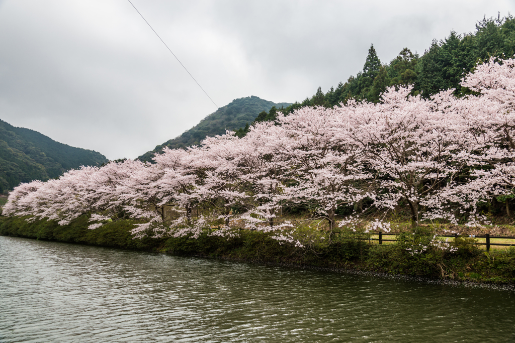 赤穂山の桜-1