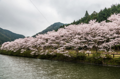 赤穂山の桜-1