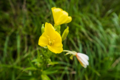 マツヨイグサ