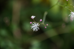 シギンカラマツ