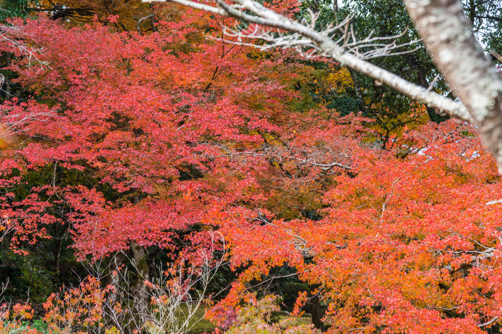 西渓公園-5