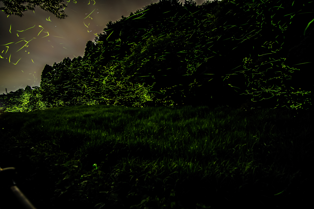 蛍_2016.06.07-3