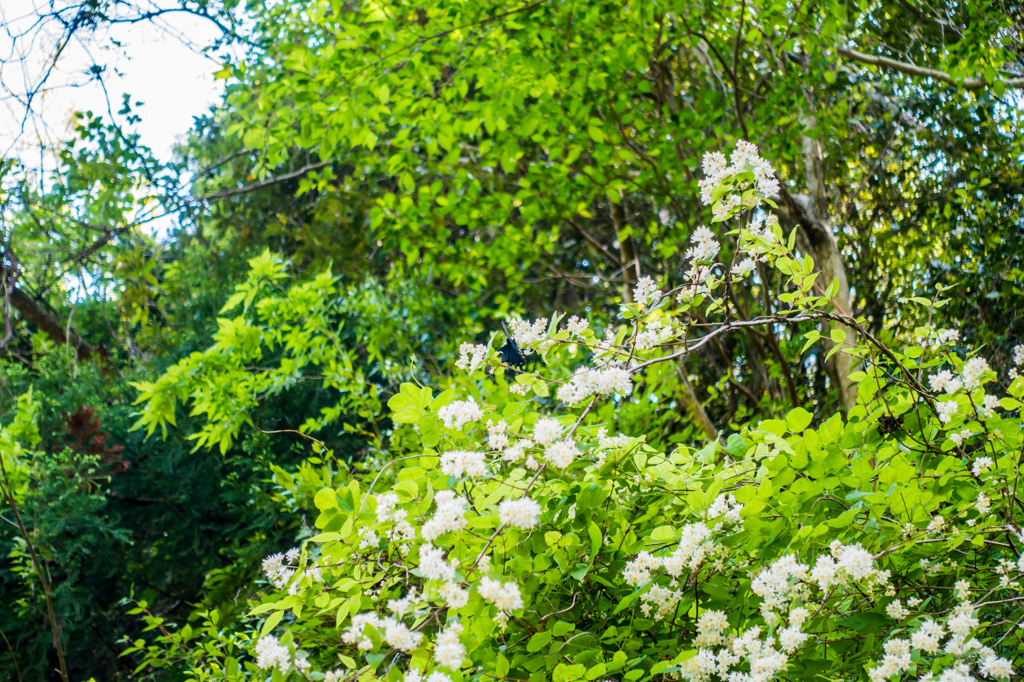ウツギに黒い蝶