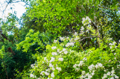 ウツギに黒い蝶