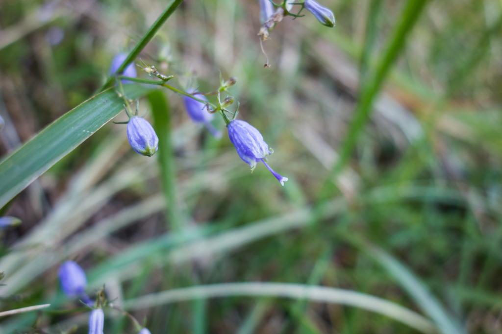ツリガネニンジン