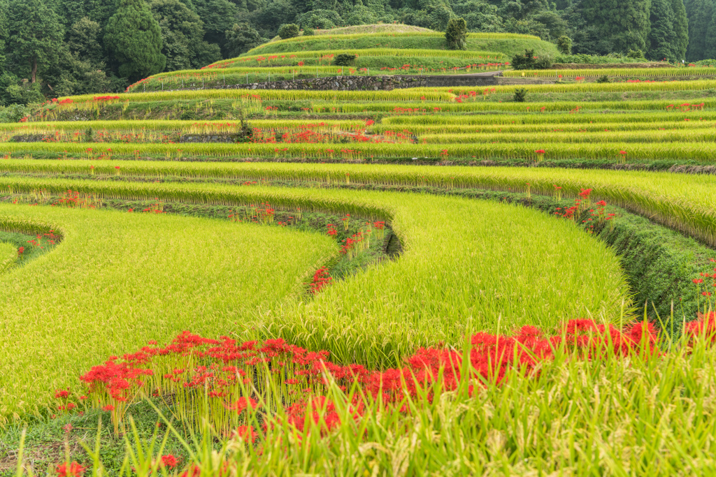 江里山棚田（東）-5