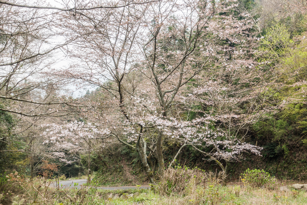 林道の桜