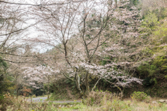 林道の桜