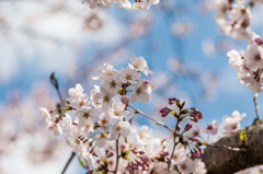 まだこれから咲きます