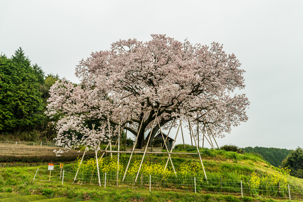 吉田の百年桜-3