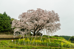 吉田の百年桜-3