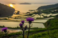 夕日に照らされるアザミ