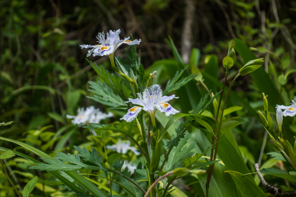 星野村のシャガ-2