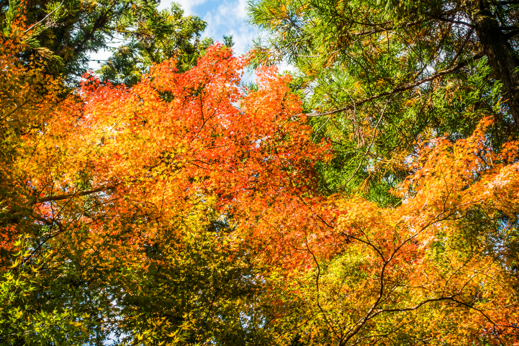 平地でもそろそろ紅葉