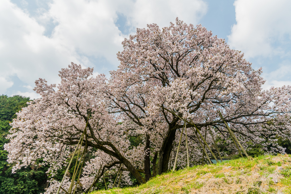 吉田の百年桜-1