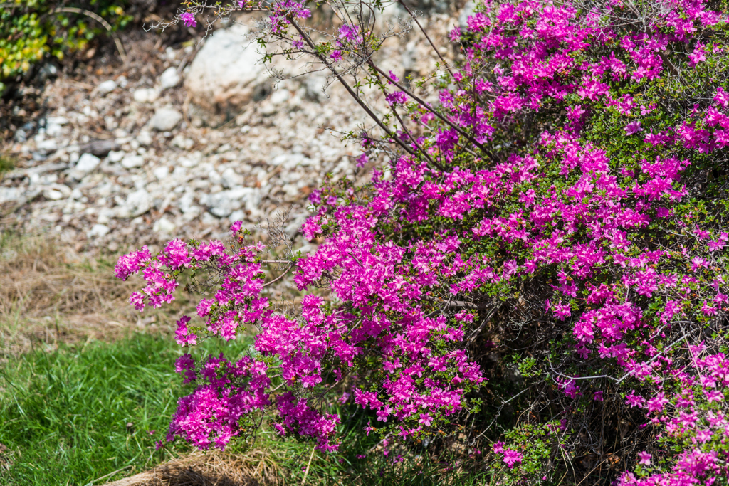 雲仙地獄のミヤマキリシマ-5