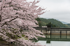 庭木ダムの桜-1