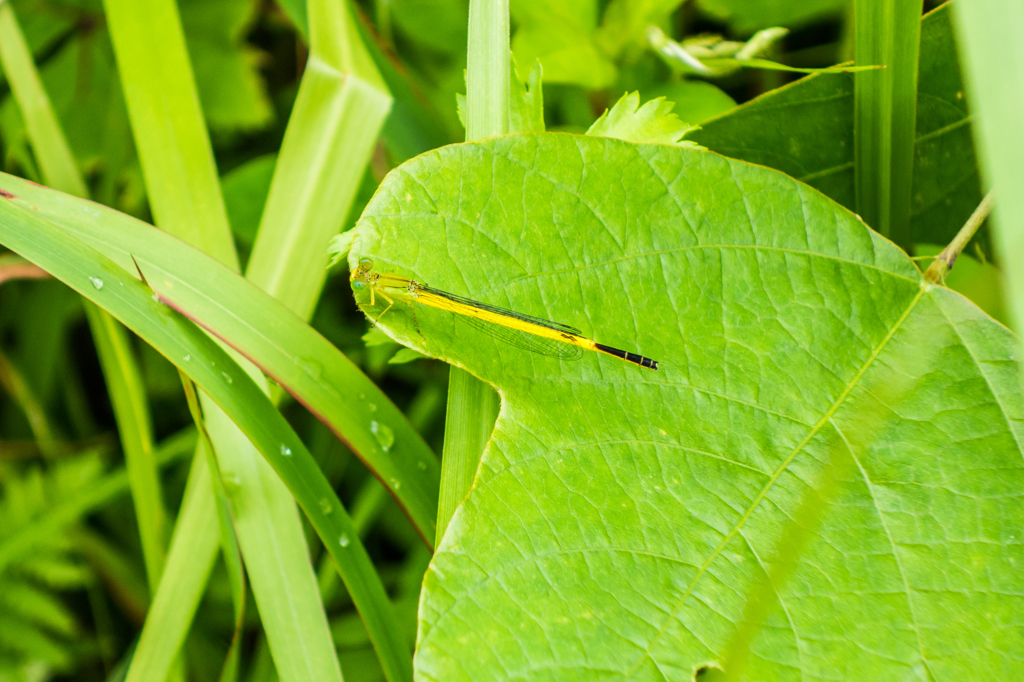 キイトトンボ♂