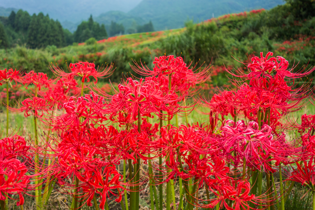 江里山の彼岸花-1