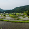 田植え後の江里山棚田