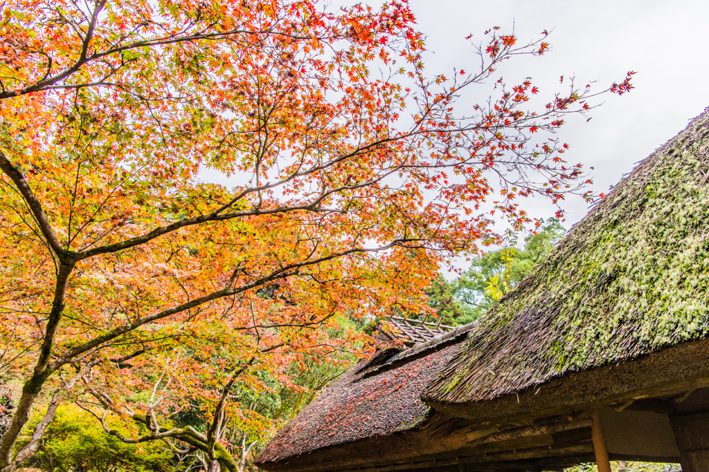 葦葺屋根と紅葉-1