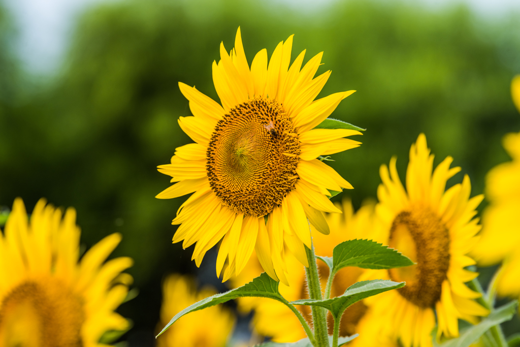 渕のひまわり-2