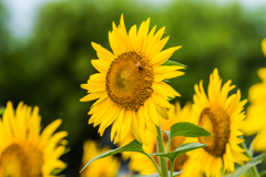 渕のひまわり-2