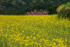 棚田の菜の花