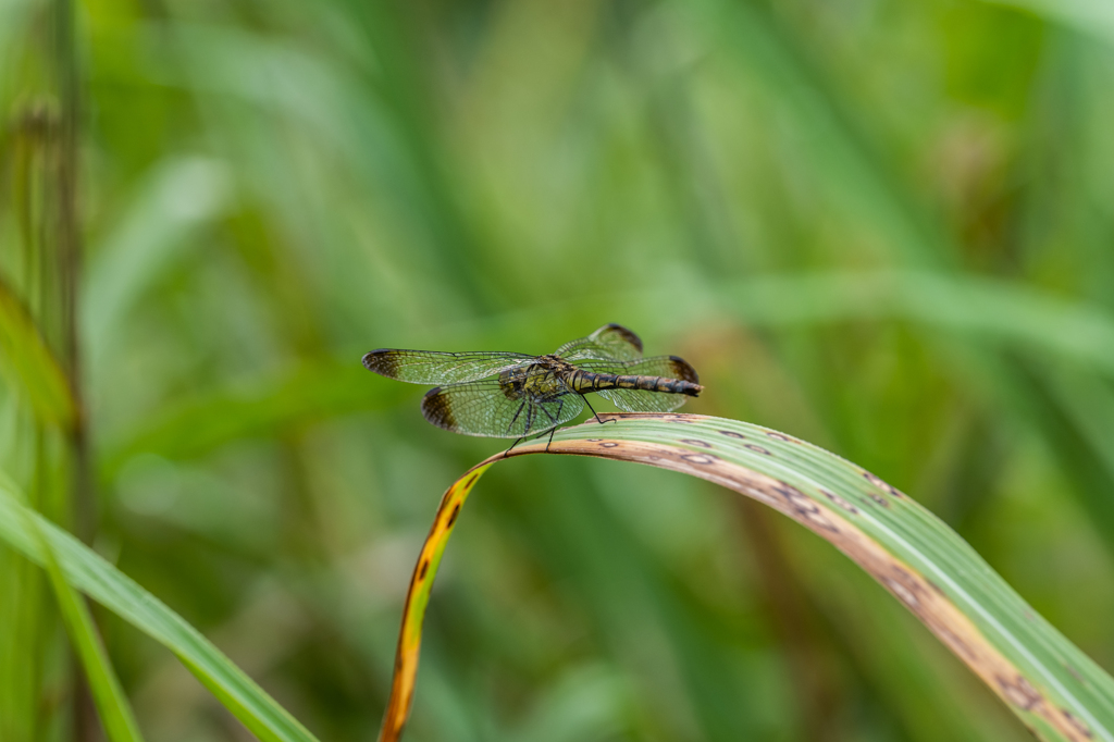 マユタテアカネ♀褐色班型