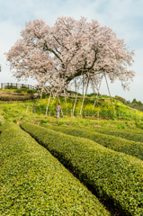 吉田の百年桜-5