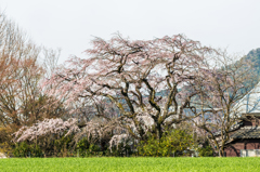 宝珠寺のしだれ桜-6