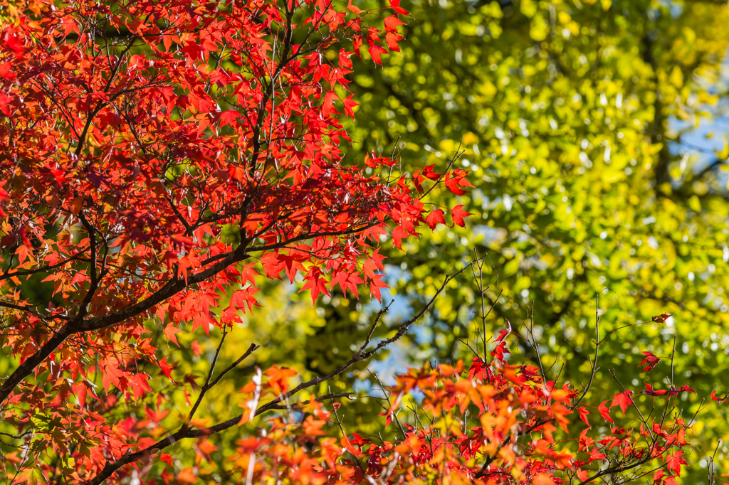 イチョウとモミジ-4