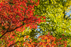 イチョウとモミジ-4