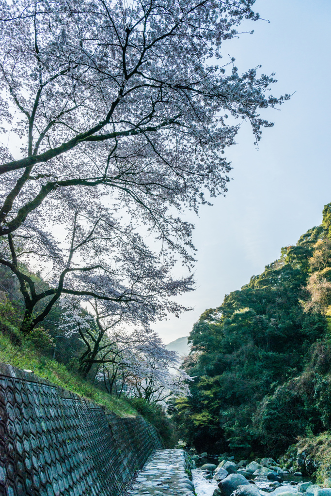 桜街道-1