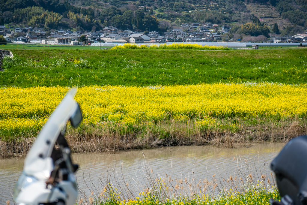牛津川の菜の花-2