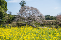 ジラカンス桜-1