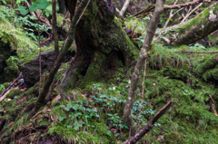 ヤマグルマの木