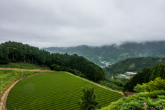 七山の茶畑