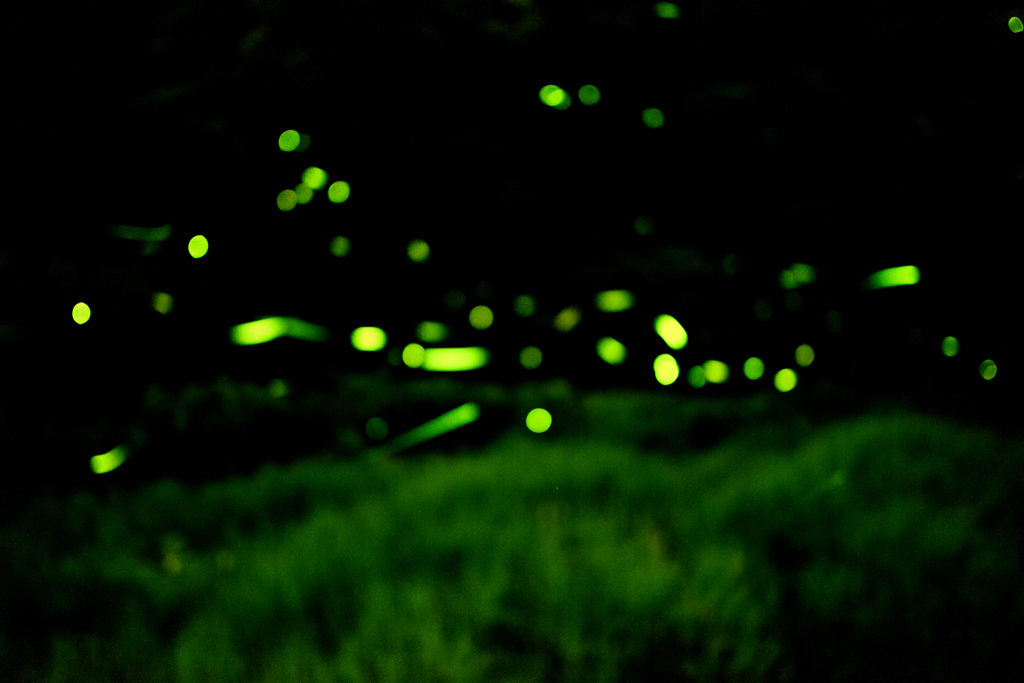蛍_out_of_focus_2015.06.01-2