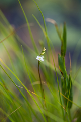 モウセンゴケの花-1