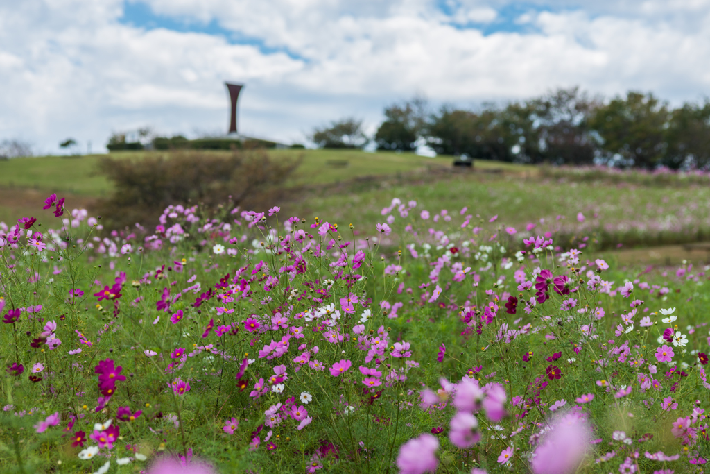 白木峰高原コスモス園-2