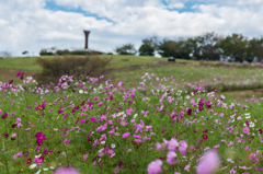 白木峰高原コスモス園-2